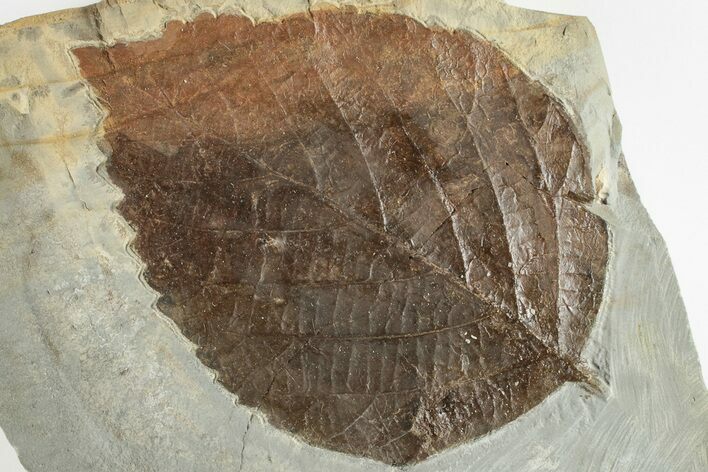 Fossil Leaf (Davidia) - Montana #201334